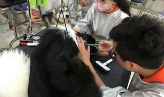 宠物美容学校的培训内容有哪些 宠物美容培训哪家好