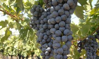 葡萄能红枣酸奶做果汁吗 往下边塞葡萄榨果汁