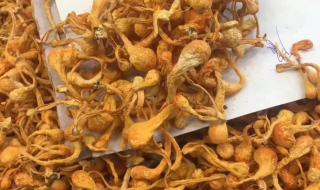 西安那有买冬虫夏草的商店 同仁堂收购冬虫夏草